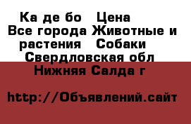 Ка де бо › Цена ­ 25 - Все города Животные и растения » Собаки   . Свердловская обл.,Нижняя Салда г.